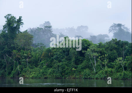 In der Morgendämmerung über der oberen Suriname River, Surinam aufsteigenden Nebel Stockfoto