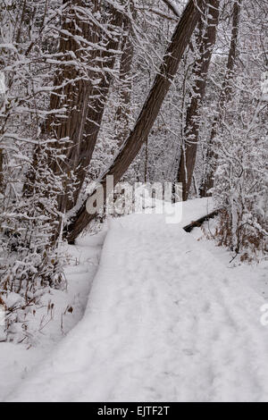 Eine Promenade Trail führt durch den Wald bei Fairy Lake Park nach einem frühen Winter Schneefall. Newmarket, Ontario, Kanada. Stockfoto