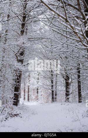 Einen schneebedeckten Weg durch einen Kiefernwald in East Gwillimbury, Ontario, Kanada. Stockfoto