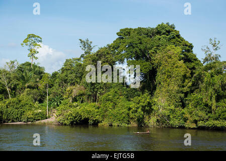 Kastanienbrauner Fischer, Kanufahren auf der oberen Suriname River, Surinam Stockfoto