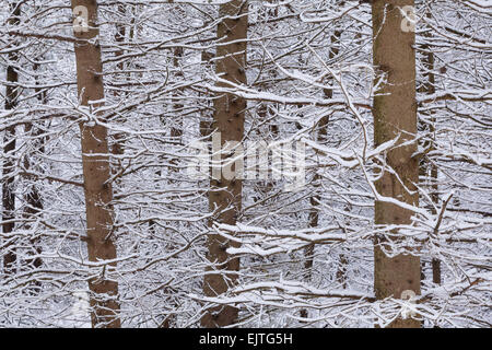 Einer abstrakten Detail Schuss von Schnee bedeckten Pinien in East Gwillimbury, Ontario, Kanada. Stockfoto