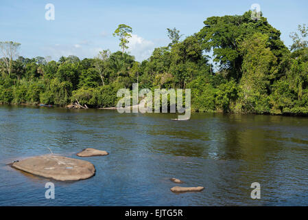 Kastanienbrauner Fischer, Kanufahren auf der oberen Suriname River, Surinam Stockfoto