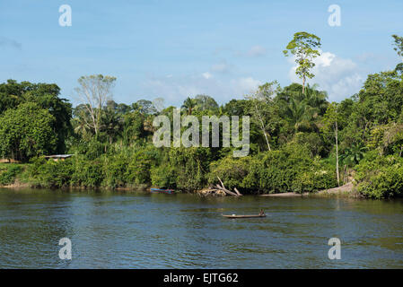 Kastanienbrauner Fischer, Kanufahren auf der oberen Suriname River, Surinam Stockfoto