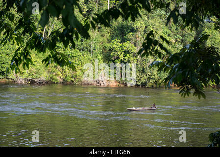 Kastanienbrauner Fischer, Kanufahren auf der oberen Suriname River, Surinam Stockfoto