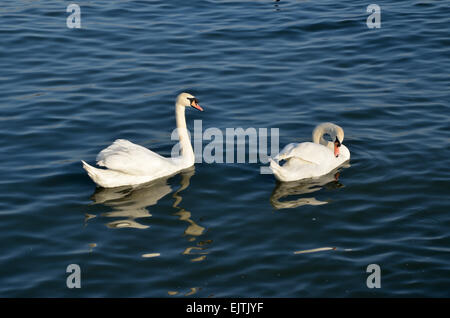 Zwei Schwäne auf Donau in Zemun, Belgrad Stockfoto