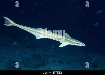 Echeneis Naucrates, schlanker Suckerfish, Sharksucker, Ari Atoll, Malediven, Indischer Ozean Stockfoto