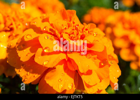 Tautropfen auf einer Blüte orange Tagetes Blume (Tagetes) Stockfoto