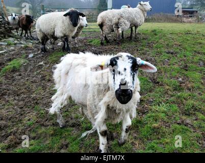 Herde von Schafen von einem neugierigen Individuum mit einem schwarz-weißen Gesicht geführt, Derbyshire, Großbritannien Stockfoto