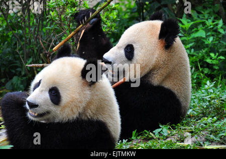 Ein paar der Pandas genießen Bambus auf das Panda-Reservat in Chengdu, (der Hauptstadt von Sichuan) China Stockfoto