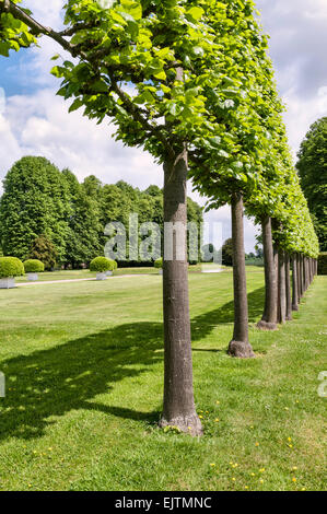 Erddig Hall Gärten, Wrexham, Wales, UK. Eine Allee von pleached Linden (Tilia) in der restaurierten Garten Stockfoto