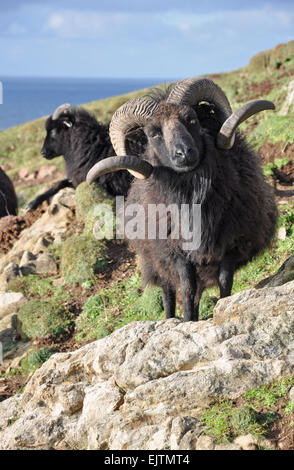 Hebridean Schafe bekannt auf eine Rasse, die dieses Tier auf den wilden Pisten zu Baggy Punkt in Nord-Devon lebt, ausgesetzt, die Stockfoto