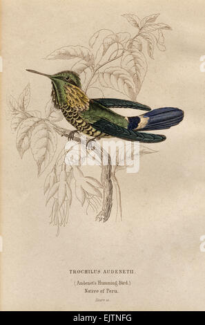 Hand getönt Gravur Kolibris: Trochilus Audeneth, getuftet-Necked Humming Bird, Audents Kolibri, aus "Der Naturforscher Bibliothek" von Sir William Jardine. Illustrator: Sir William Jardine. Herausgeber: Lizars, Edinburgh 1834 Stockfoto