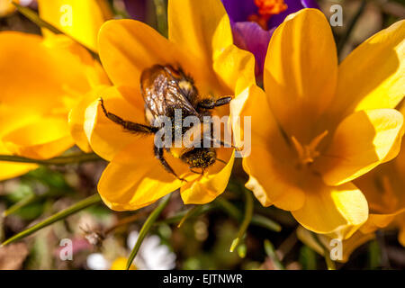 Crocus vernus Crocus Hummel auf Blume Bombus Frühlingspollen Crocus blüht Nahaufnahme Crocus Hummel Frühlingshummel gelbe Crocus Stockfoto