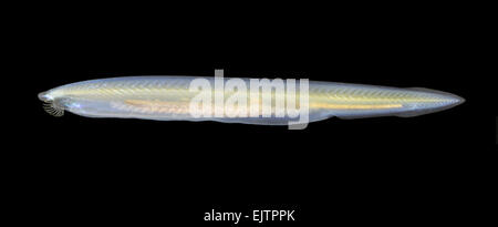 Ein Fisch-wie Tier, die eine primitive Chordate (Tiere mit Backbones) und Mitglied der Subphylum Cephalochordata ist. Stockfoto