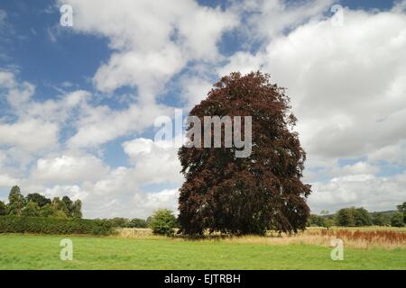 Großer violetter Kupferstrand (Fagus sylvatica purpurea), Großbritannien. Stockfoto