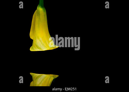 Porträt der gelbe Calla Lilie auf schwarzem Hintergrund isoliert Stockfoto