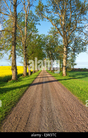 Baum-Allee durch ländliche Landschaften Stockfoto