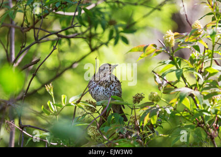 Singdrossel auf einem Ast im Baum Stockfoto