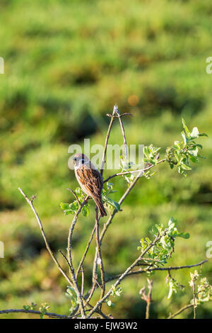 Baum-Spatz auf einem Ast sitzend Stockfoto