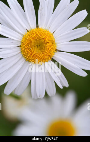 Margeriten / Oxeye Gänseblümchen / Ochsen-Auge Daisy (Leucanthemum Vulgare) in Blüte Stockfoto