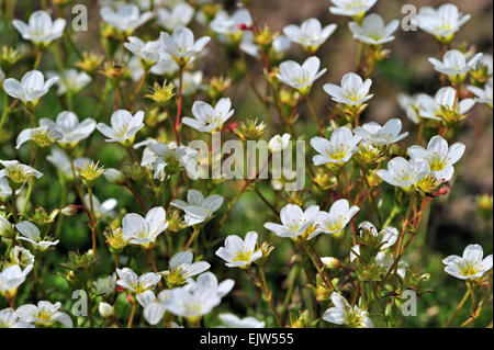 Moosigen Steinbrech (Saxifraga Hypnoides) in Blüte Stockfoto