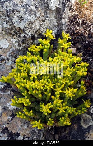 Wallpepper / beißen Mauerpfeffer / Goldmoss Mauerpfeffer (Sedum Acre) in Blüte Stockfoto