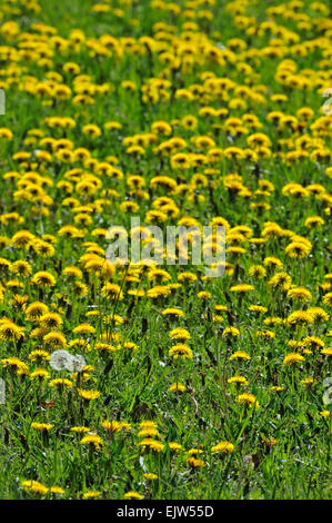 Teppich aus gemeinsamen Löwenzahn (Taraxacum Offinale) blühende Wiese im Frühling Stockfoto