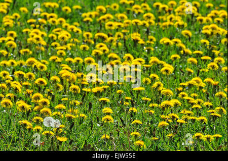 Teppich aus gemeinsamen Löwenzahn (Taraxacum Offinale) blühende Wiese im Frühling Stockfoto