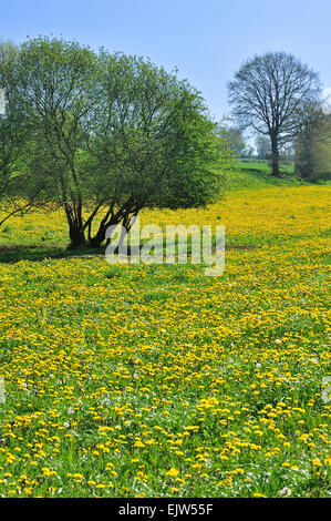 Teppich aus gemeinsamen Löwenzahn (Taraxacum Offinale) blühende Wiese im Frühling Stockfoto