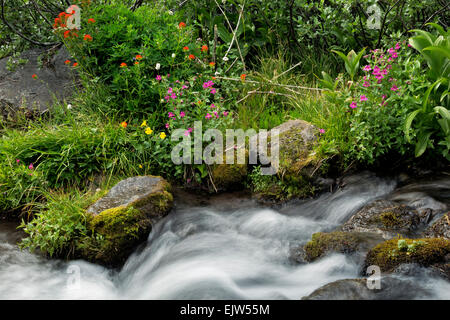 OREGON - Monkey Blumen und Pinsel blühen entlang eines kleinen Baches im Paradies Wiesenbereich des Mount Hood Wilderness. Stockfoto