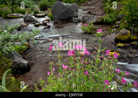 OREGON - bunte Monkey Blumen blühen entlang eines kleinen Baches im Paradies Wiesenbereich des Mount Hood Wilderness Area. Stockfoto