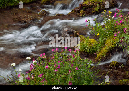 OREGON - bunte Monkey Blumen blühen entlang eines kleinen Baches im Paradies Wiesenbereich des Mount Hood Wilderness. Stockfoto