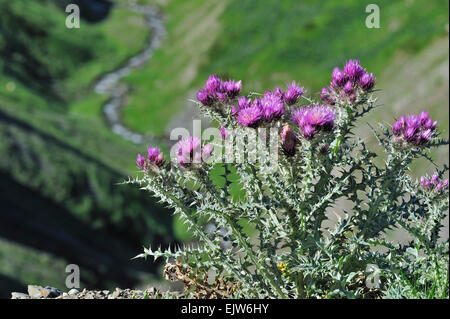 Pyrenäen Distel (Blütenstandsboden Carlinoides) in Blüte in den Pyrenäen, Frankreich Stockfoto