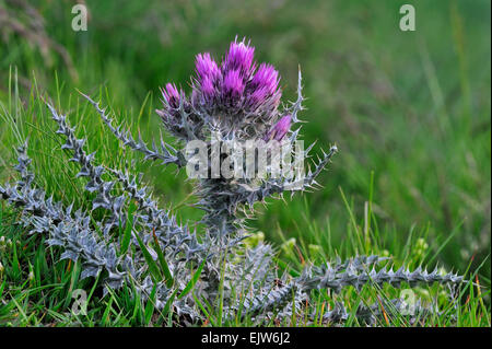 Pyrenäen Distel (Blütenstandsboden Carlinoides) in Blüte in den Pyrenäen, Frankreich Stockfoto