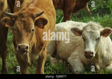 braune und weiße Kuh auf einem grünen Feld Stockfoto