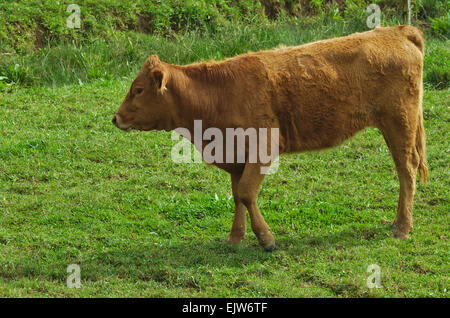 Braune Kuh auf einem grünen Feld Stockfoto