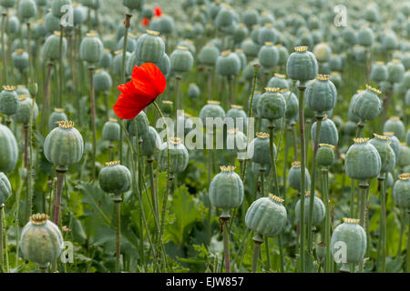 Papaver Bereich einzelne rote Mohnblume. Nur konzentriert auf Blume. Stockfoto