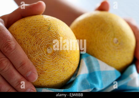 Männerhände halten zwei Galia Melone am weiß-blauen Küchentuch, soft-Fokus Stockfoto