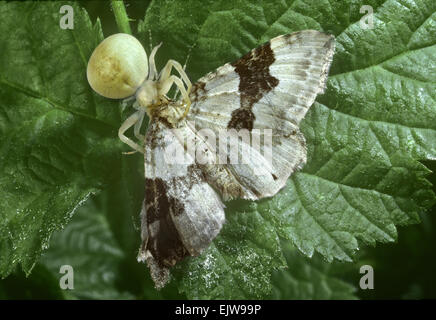 Krabbenspinne - Misumena Vatia mit Silber Boden Teppich moth Stockfoto