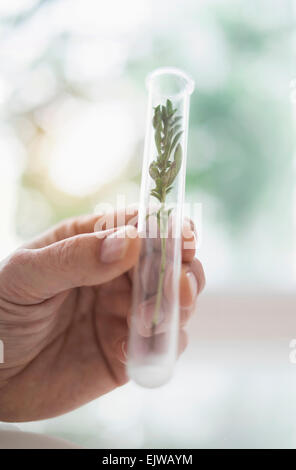 Nahaufnahme eines Mannes Hand, die Pflanze im Reagenzglas Stockfoto