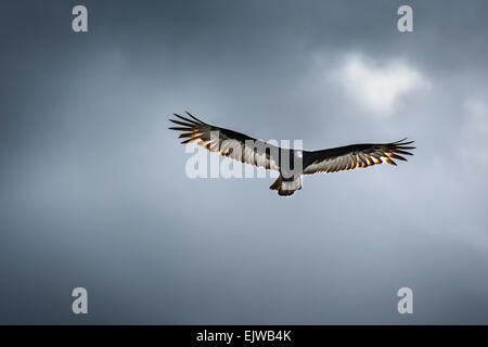Falken im Flug Stockfoto