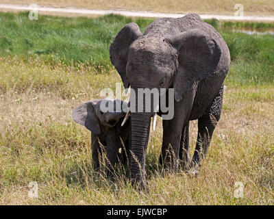 Weiblichen afrikanischen Elefanten füttern Kalb Stockfoto