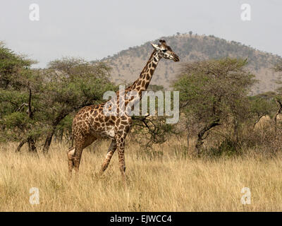 Masai walking giraffe Stockfoto