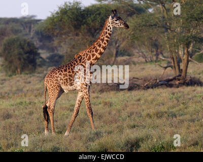 Männliche Masai Giraffe zu Fuß Stockfoto