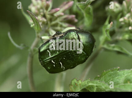 Rose Chafer - Cetonia aurata Stockfoto