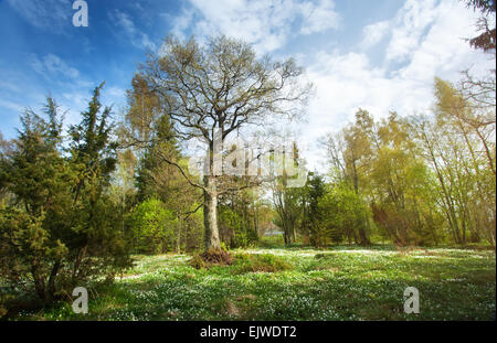 Baum im Wald Stockfoto