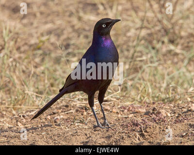 Ruppell die langschwänzigen Starling stehen Stockfoto