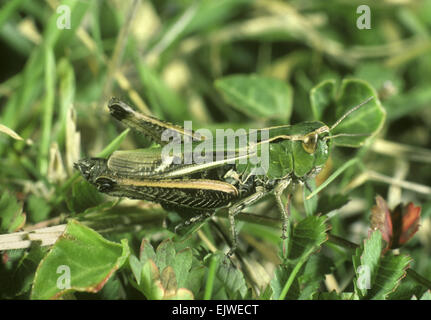 Streifen-winged Grasshopper - Stenobothrus lineatus Stockfoto