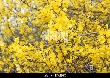 Gelbe Blüten der blühenden Forsythien im Frühling Stockfoto