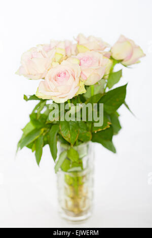 Rosa Rosen in Glasvase im studio Stockfoto